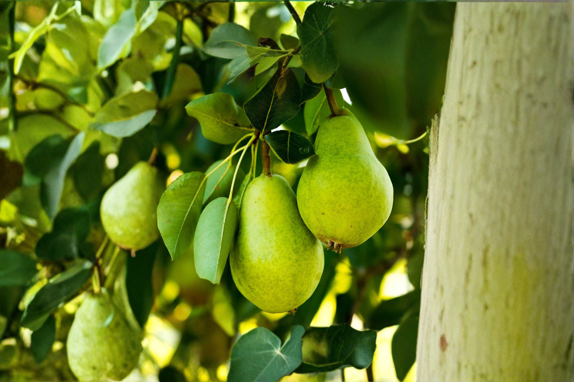 Live Comice Pear Tree 4-6 Ft Pyrus communis Fruit Tree for Garden Orchard Outdoor Plant