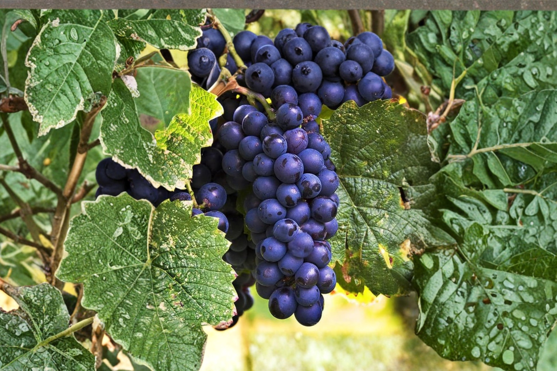 Zinfandel Wine Grape Vine 3 Gal Live Plant Climbing Fruit Vine Vitis vinifera Outdoor Garden