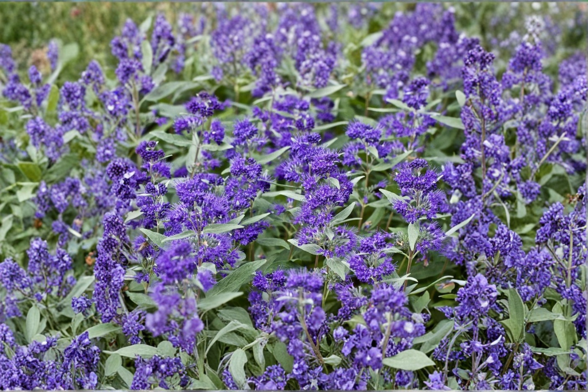 Bluebeard Shrub Live Plant – Caryopteris x clandonensis ‘Dark Knight’ 4-inch Pot, Deep Blue Flowers, Pollinator Friendly