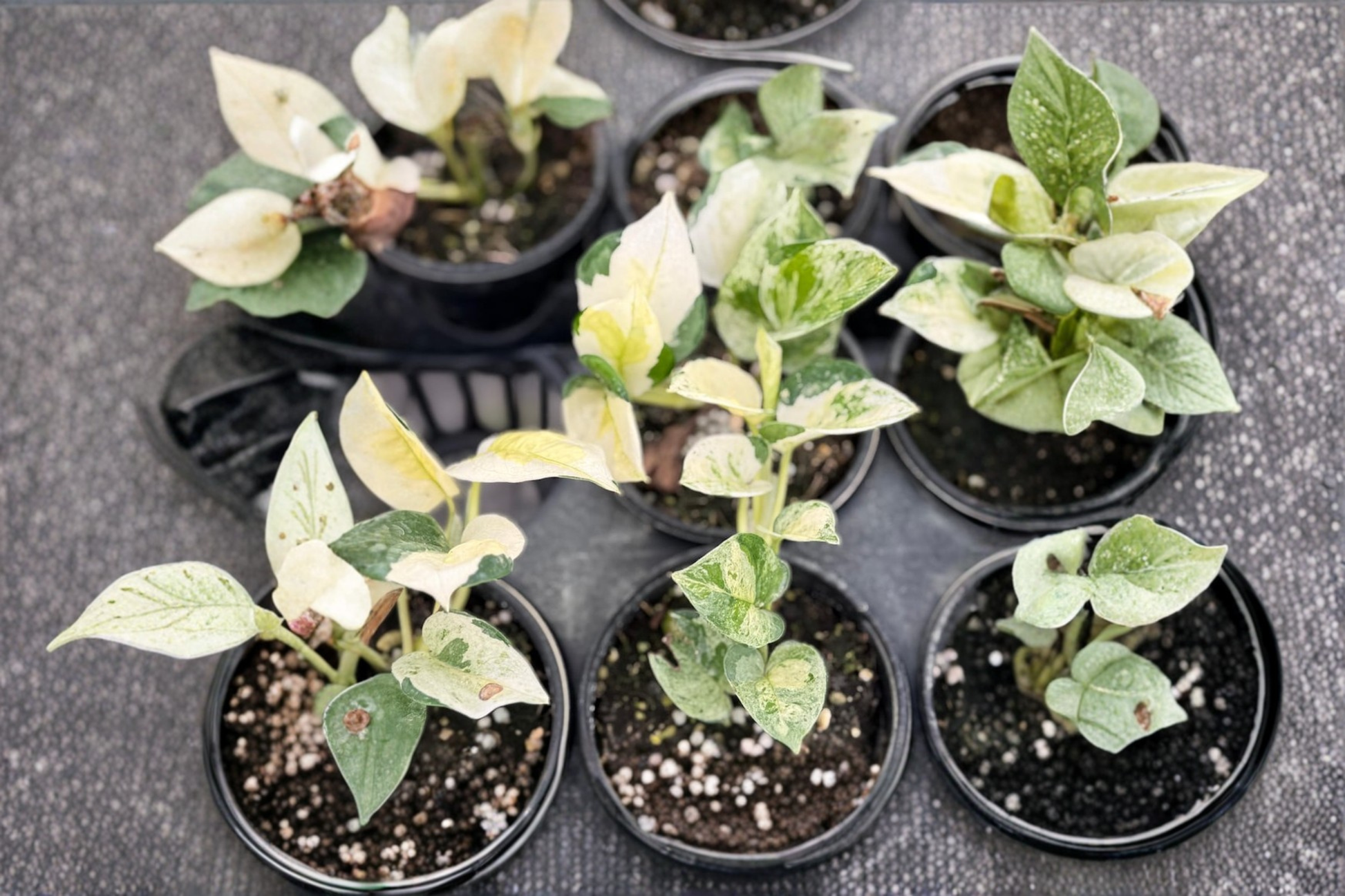 Epipremnum Pinnatum Live Plant, Variegated Japanese Pothos Cutting, 3-Inch Pot, Tropical Vine Houseplant