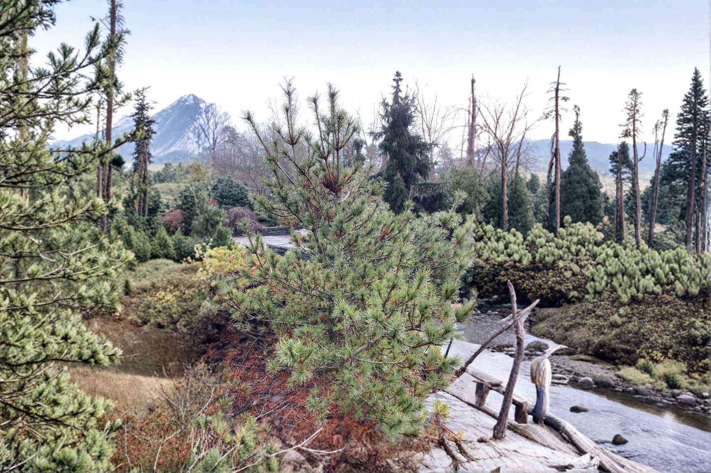 Dwarf White Pine Live Plant 10 Inch in 1-Gallon Pot, Pinus strobus ‘Diggy’, Evergreen Conifer for Small Gardens & Containers