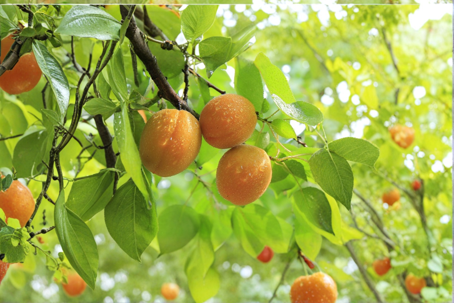Tilton Apricot Tree Live Plant 4-6 ft Prunus armeniaca Fruit Tree for Home Orchard Garden Outdoor