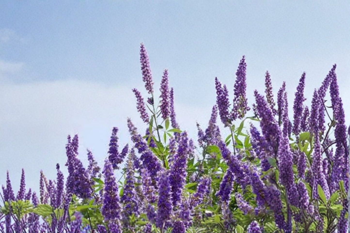 Vitex agnus-castus Shoal Creek Vitex Tree 3-Gallon Purple Flowering Ornamental Tree for Garden Landscape