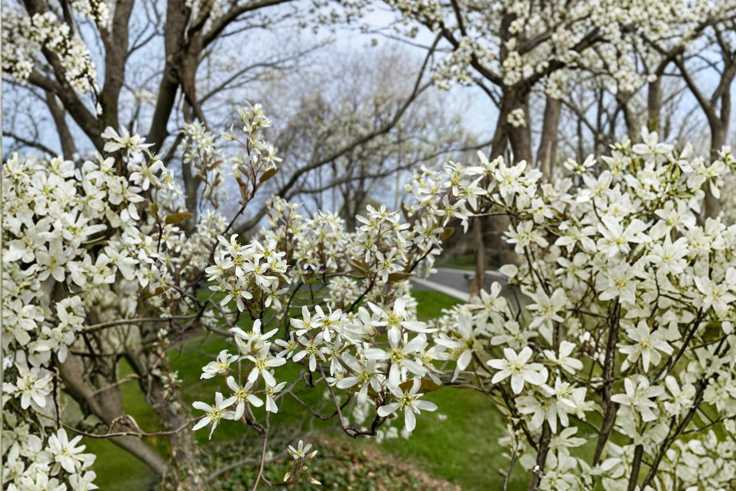 Autumn Brilliance Serviceberry Live Plant – 4 Inch Pot, Amelanchier × grandiflora, Spring Flowers & Fall Foliage