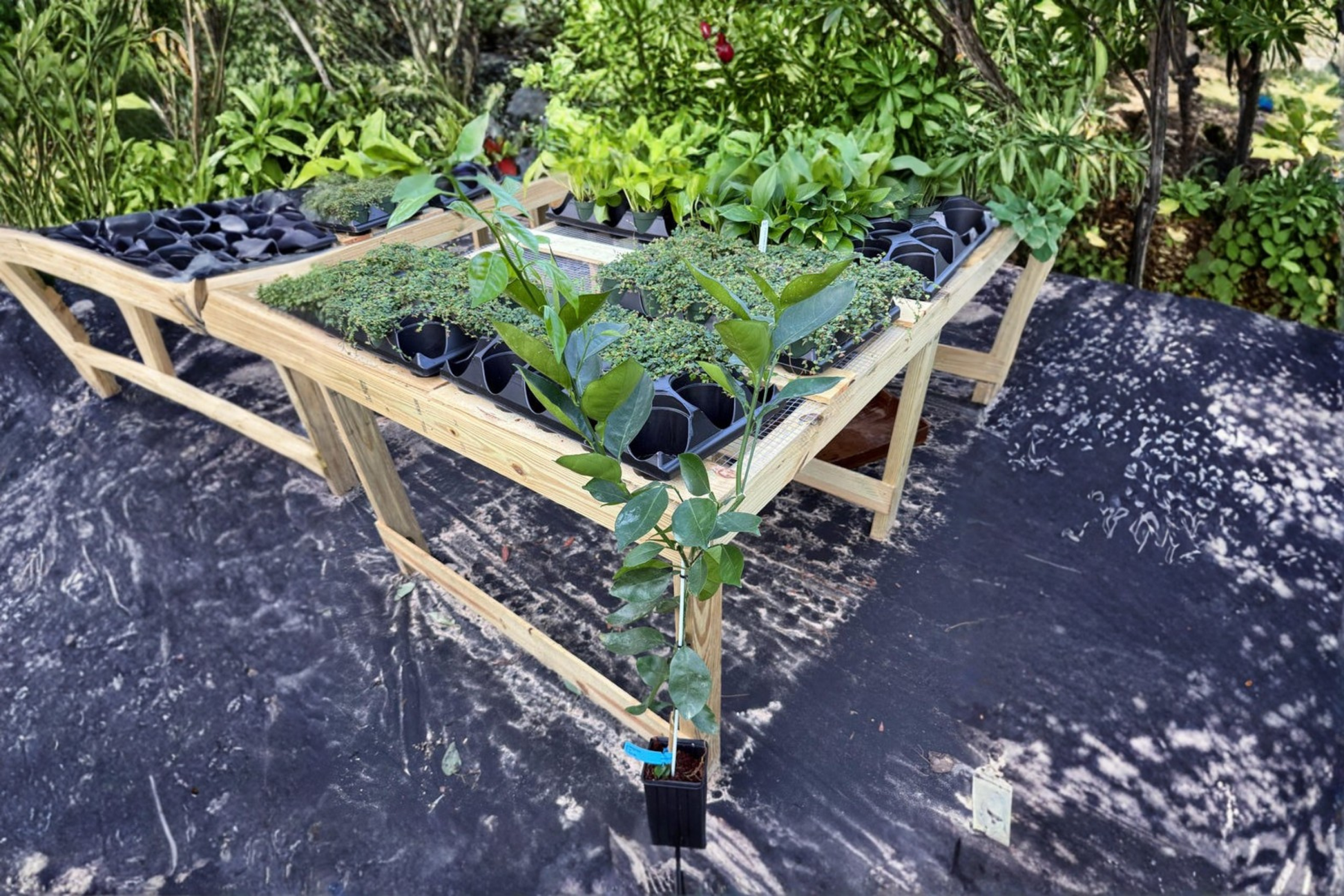 Washington Navel Orange Tree Live Grafted Citrus Fruit Tree for Indoor & Outdoor Gardens