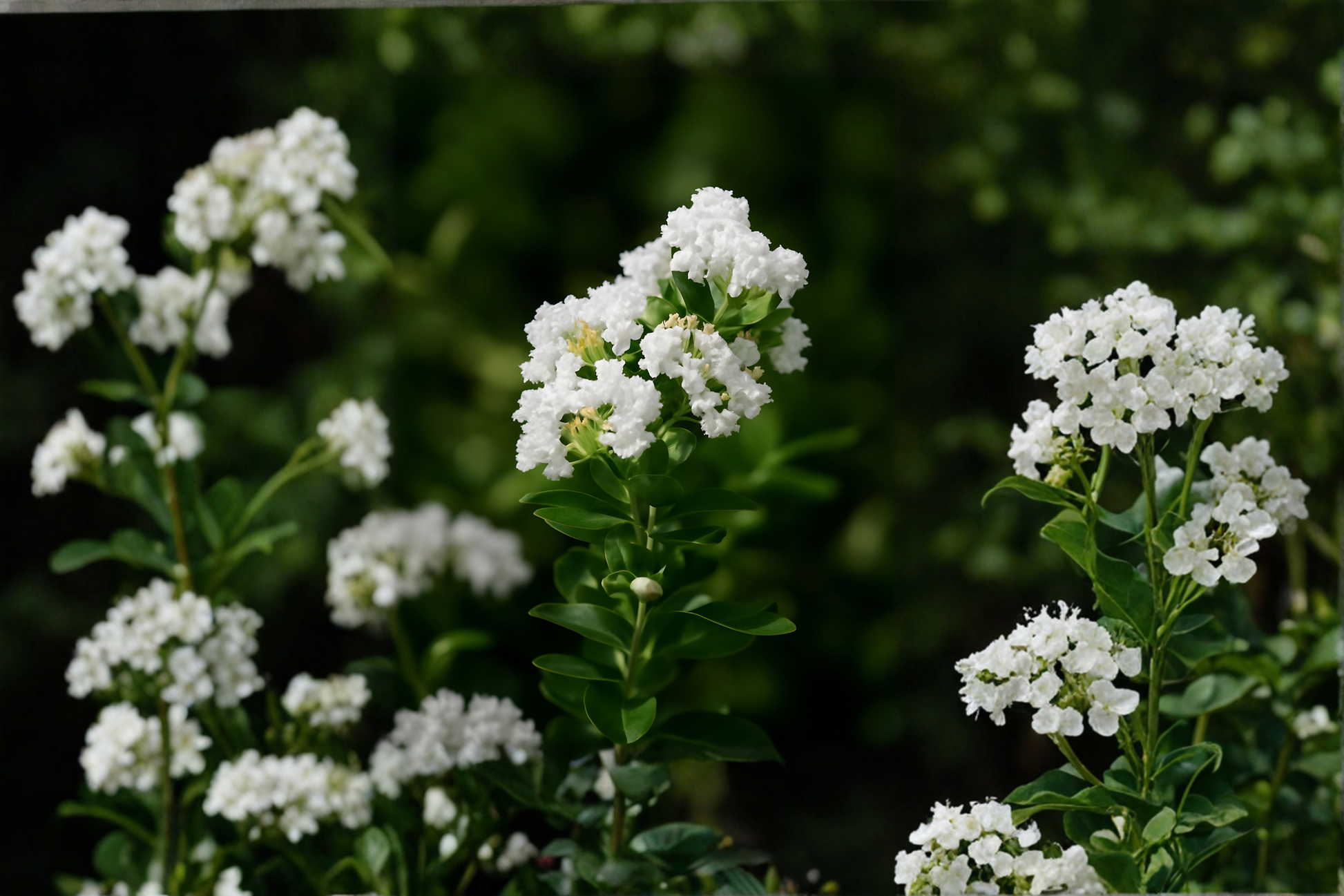 Sarah's Favorite Crepe Myrtle Live Sapling – Pink Blooms, Multi-Stem, 14-24 Inches, Lagerstroemia indica, Small Tree