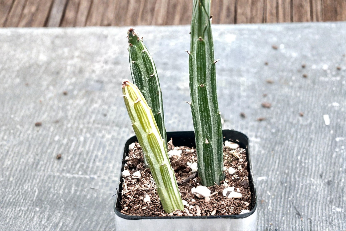 Pickle Cactus Succulent Plant – 2 Inch Pot, Unique Segmented Desert Cactus, Indoor Houseplant, Easy Care Succulent, Gift for Collectors