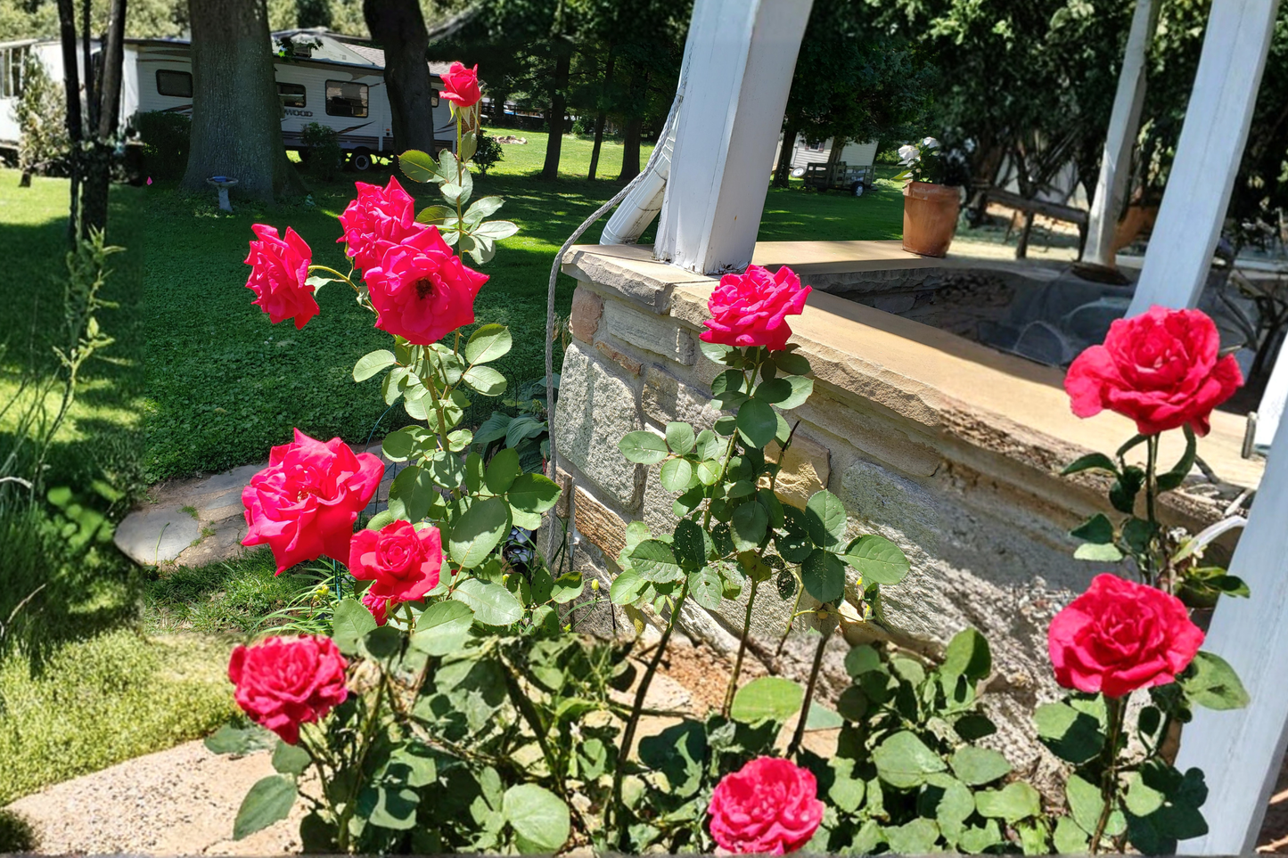 Red Masterpiece Floribunda Rose Plant 1 Gal - Vibrant Red Flowering Shrub for Garden Beds & Borders
