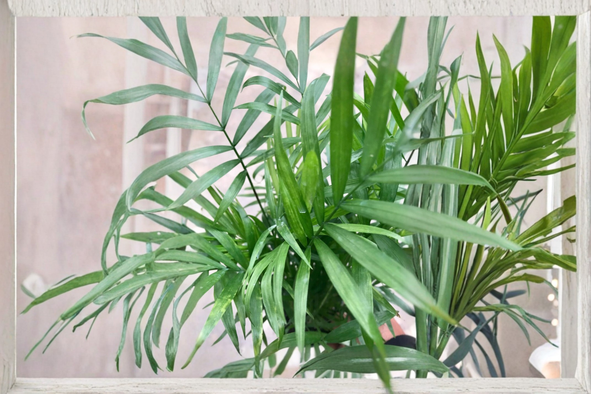 Parlor Palm Live Plant, 2.5-Inch Pot, Neanthe Bella Palm, Chamaedorea elegans, Indoor Tropical Houseplant