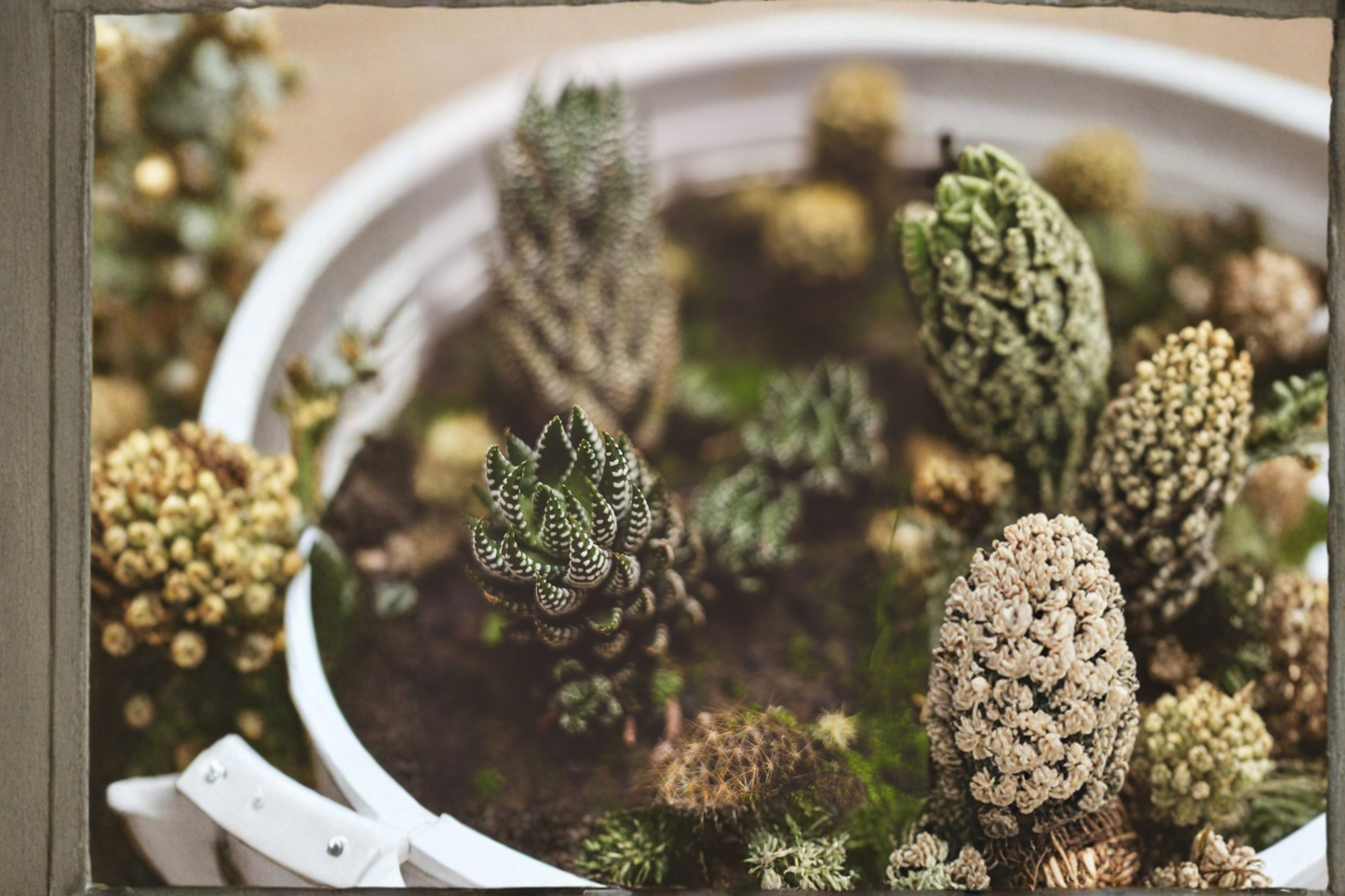 Haworthia coarctata Live Succulent Plant in 2 Inch Planter Pot