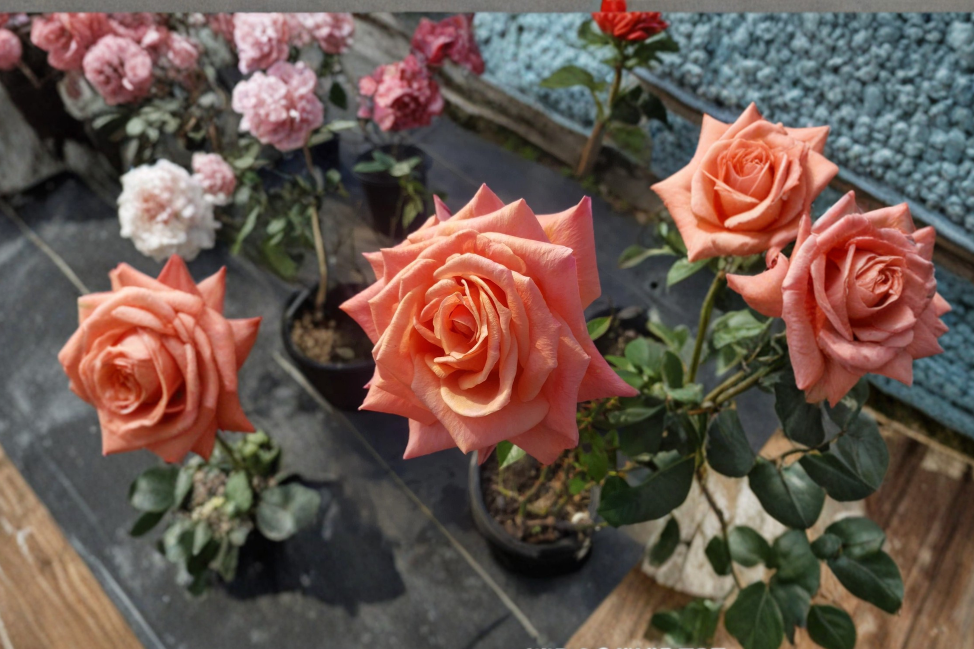 Arizona Rose Plant 2 Gal Orange Yellow Grandiflora Rose Bush Live Outdoor Flowering Shrub