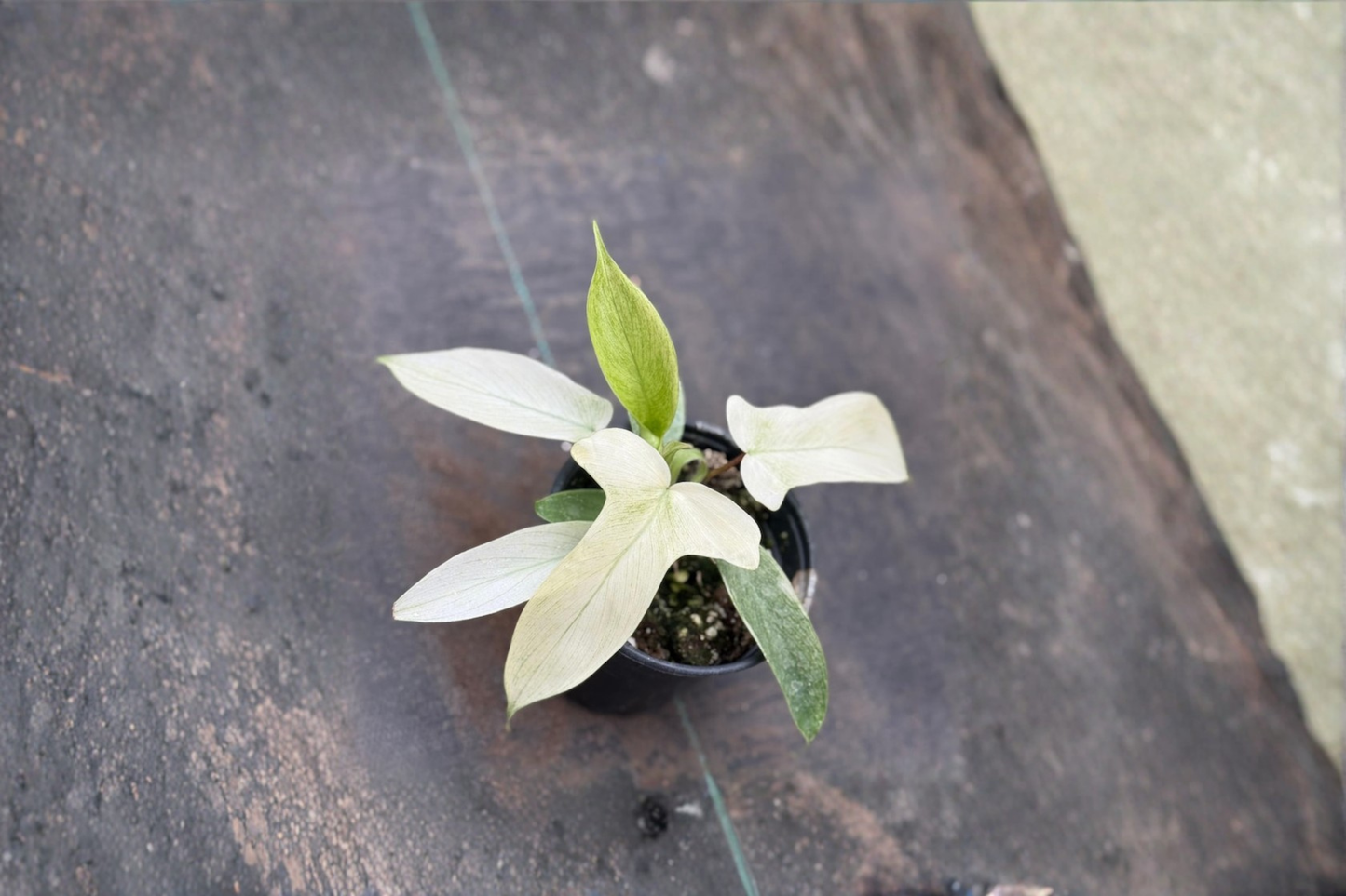 Philodendron Florida Ghost Live Plant, Rare Tropical Houseplant in 3-4 Inch Pot, Unique Pale Foliage, Indoor Decor, Collector Plant