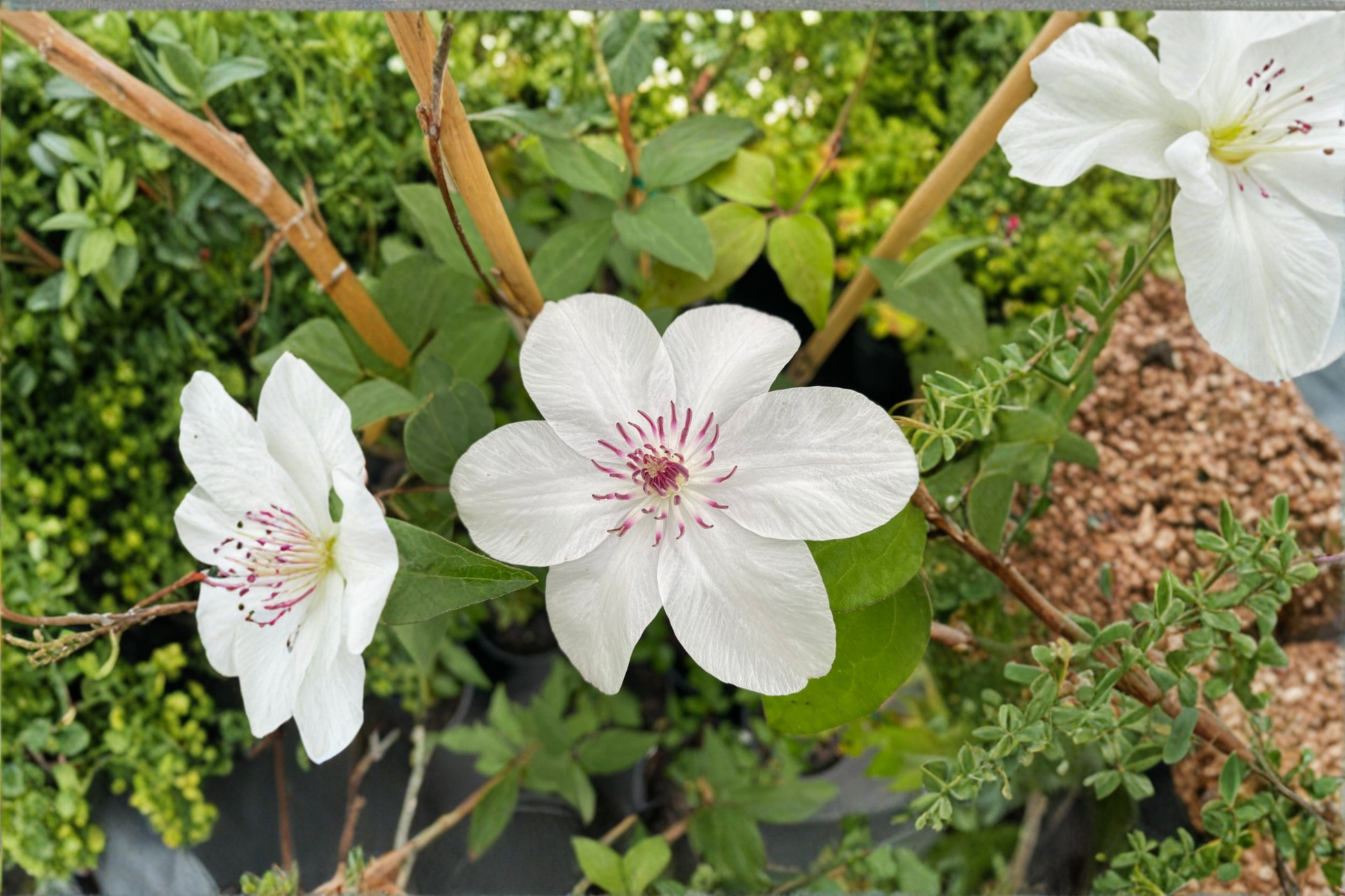 Clematis Miss Bateman Live Vine 1 Gallon Climbing Plant for Trellis and Garden White Flowers