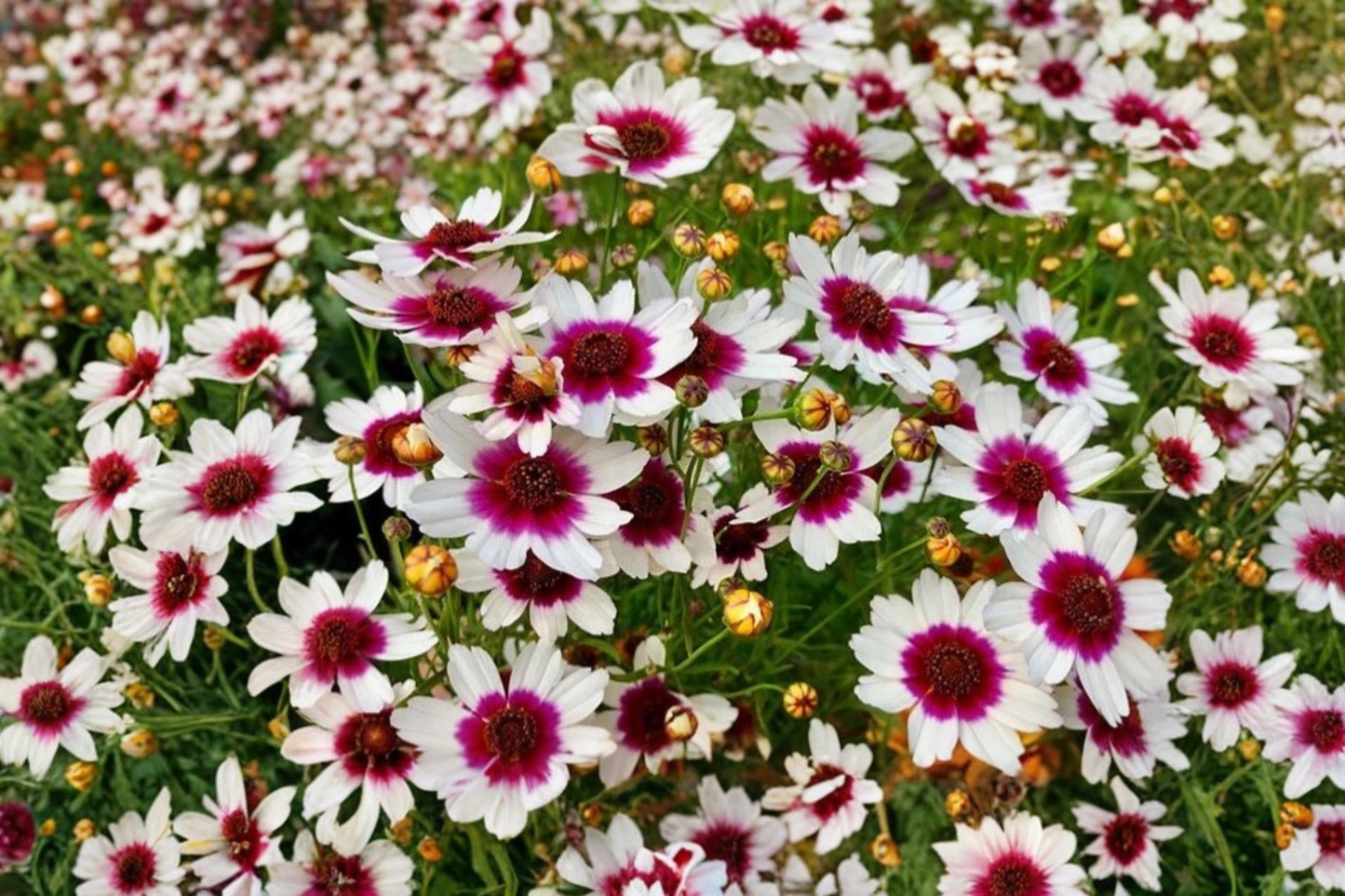 Coreopsis Ice Wine Live Starter Plant - Perennial Tickseed in 2.5 x 3.5 Inch Pot