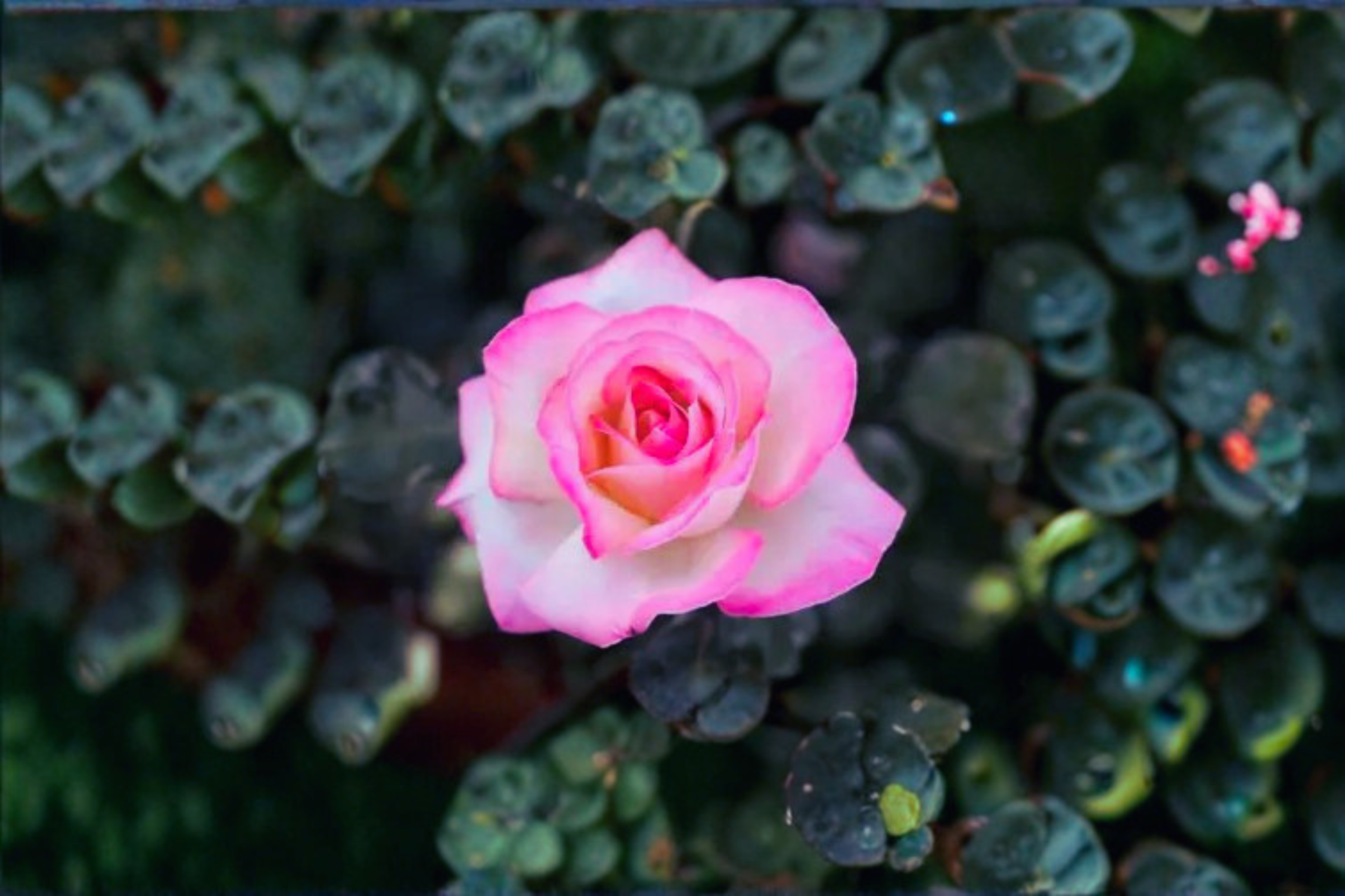 Rose Plant – 1 Gallon Live Bush – Princesse de Monaco Grandiflora Pink White Rose (Rosa ‘Princesse de Monaco’)