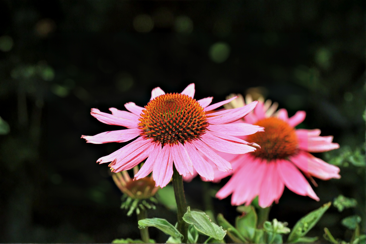 Magnus Coneflower Live Plants – 3 Rooted Starters in 1 Qt Pots, Echinacea purpurea 'Magnus', Rosy Purple Perennial Flower