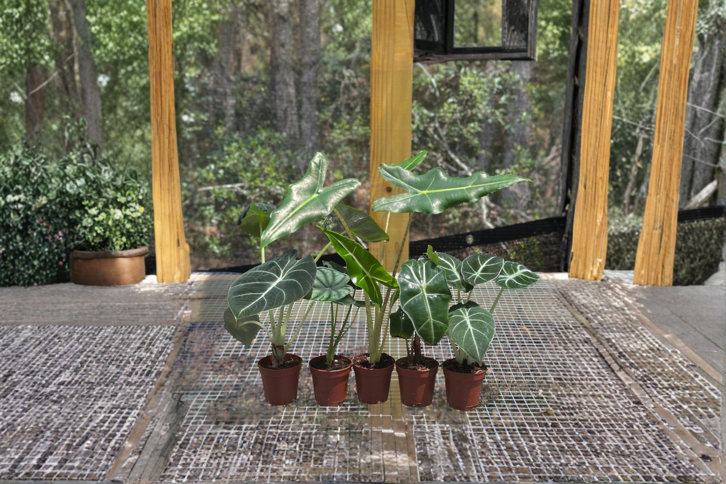 Alocasia Assorted Starter Pack – 2-Inch Rooted Live Plants with Frydek, Jacklyn, Polly, Sarian, Cuprea Varieties