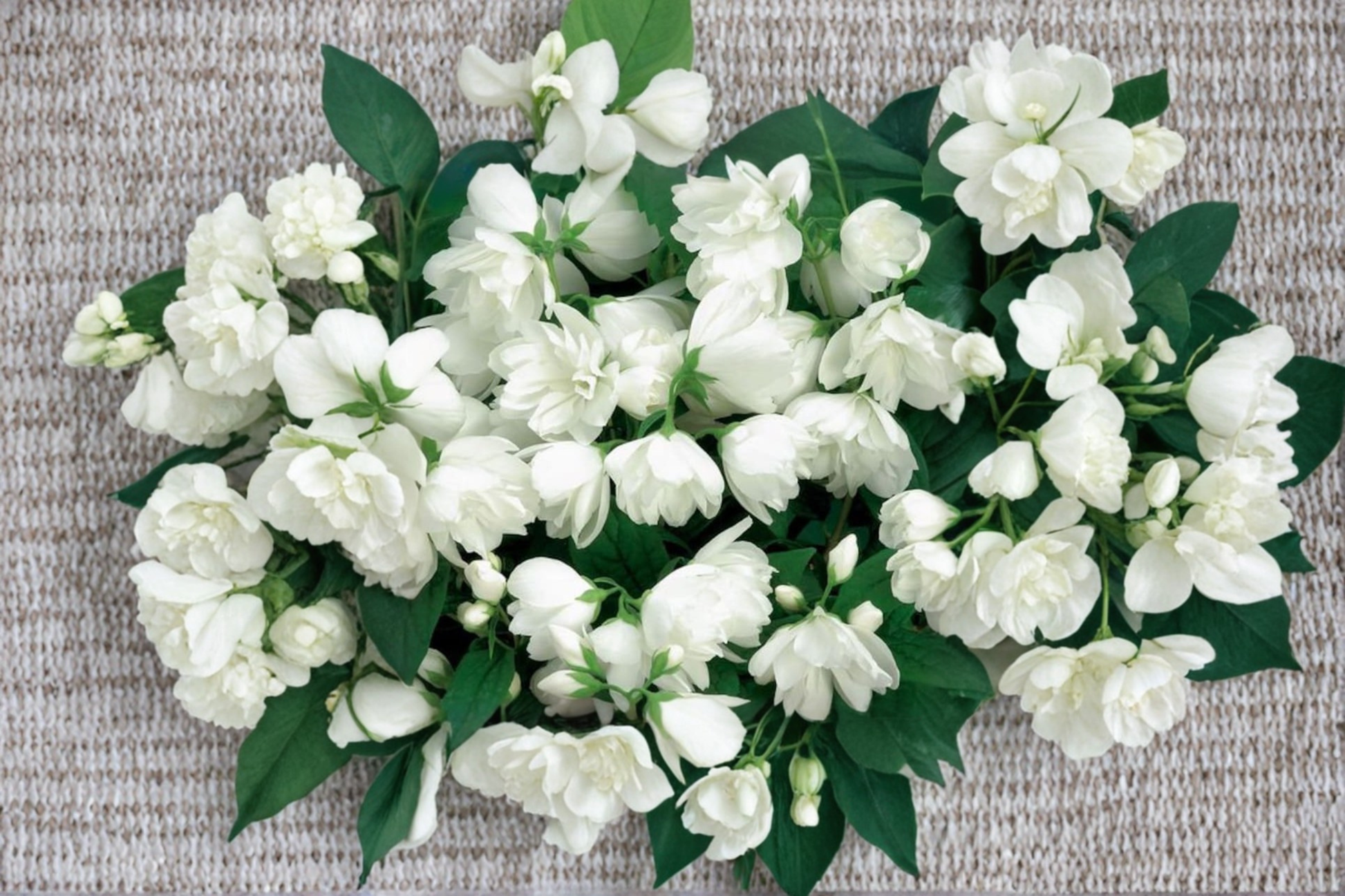 Mock Orange ‘Bouquet Blanc’ Live Plant – 2 Gallon White Flowering Shrub Philadelphus virginalis for Garden Landscape