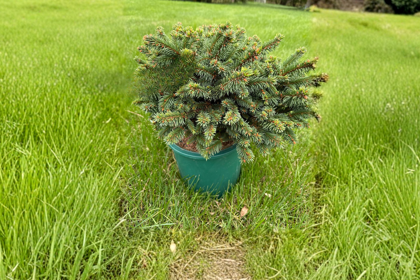 Sid’s Starfish Spruce Live Plant 2 Gallon Pot, Picea abies, Unique Evergreen Tree for Garden Landscape, Ornamental Conifer