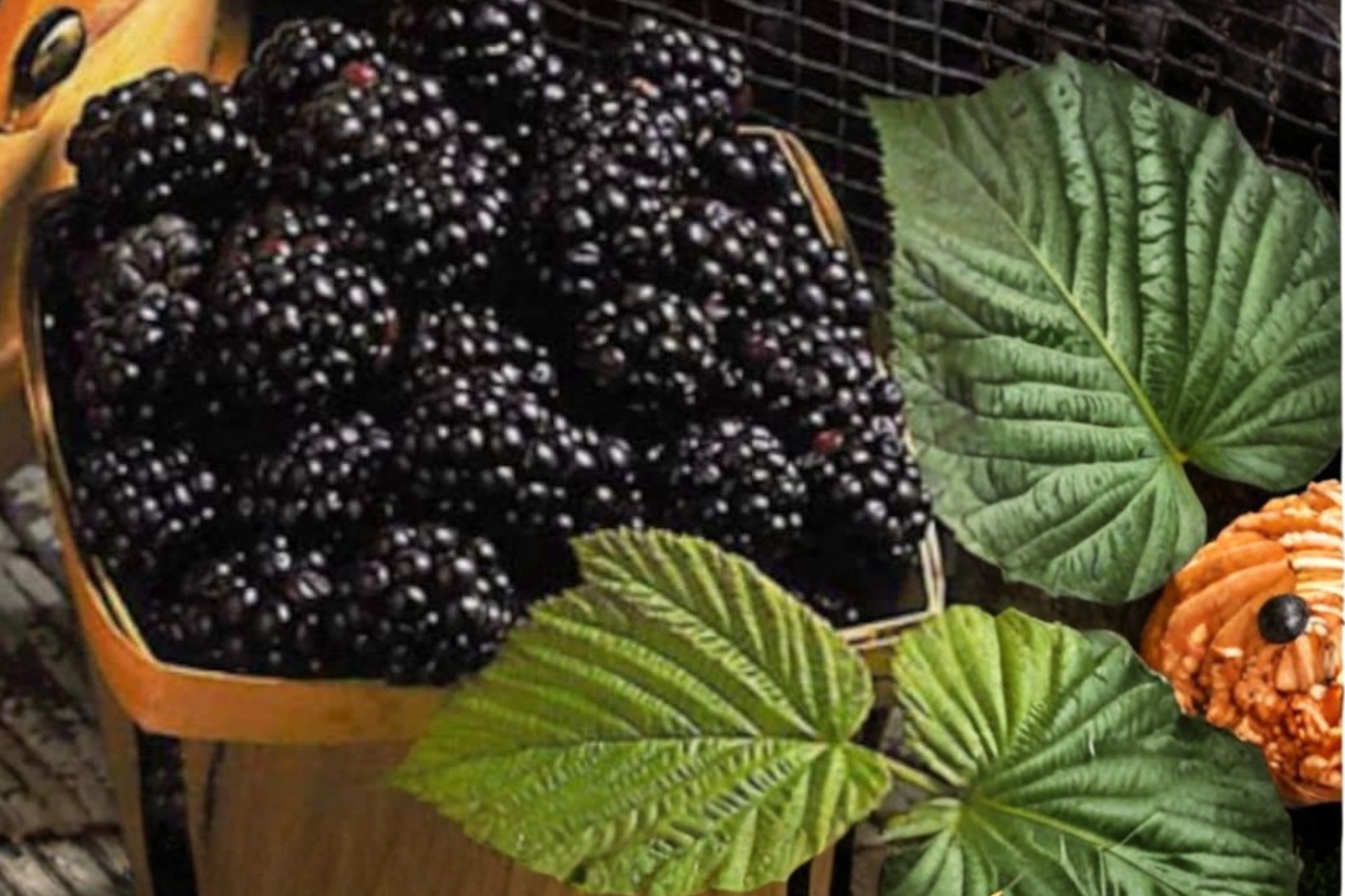 Jumbo Mulberry Seeds 30 Pack - Rare Edible Fruit Tree Seeds for Indoor Outdoor Growing - Morus spp.