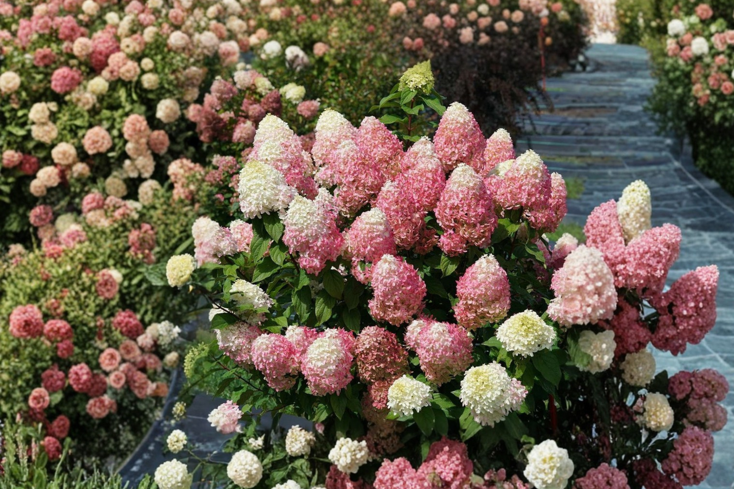 Quick Fire Fab Hydrangea Live Plant – 4-inch Pot, Panicle Hydrangea Shrub with Early Bloom & Color Change, Garden & Container Plant