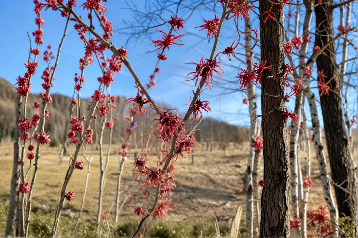 Witch Hazel Bare Root Plant – Hamamelis intermedia ‘Jean-Louis’ Yellow Winter Blooming Shrub