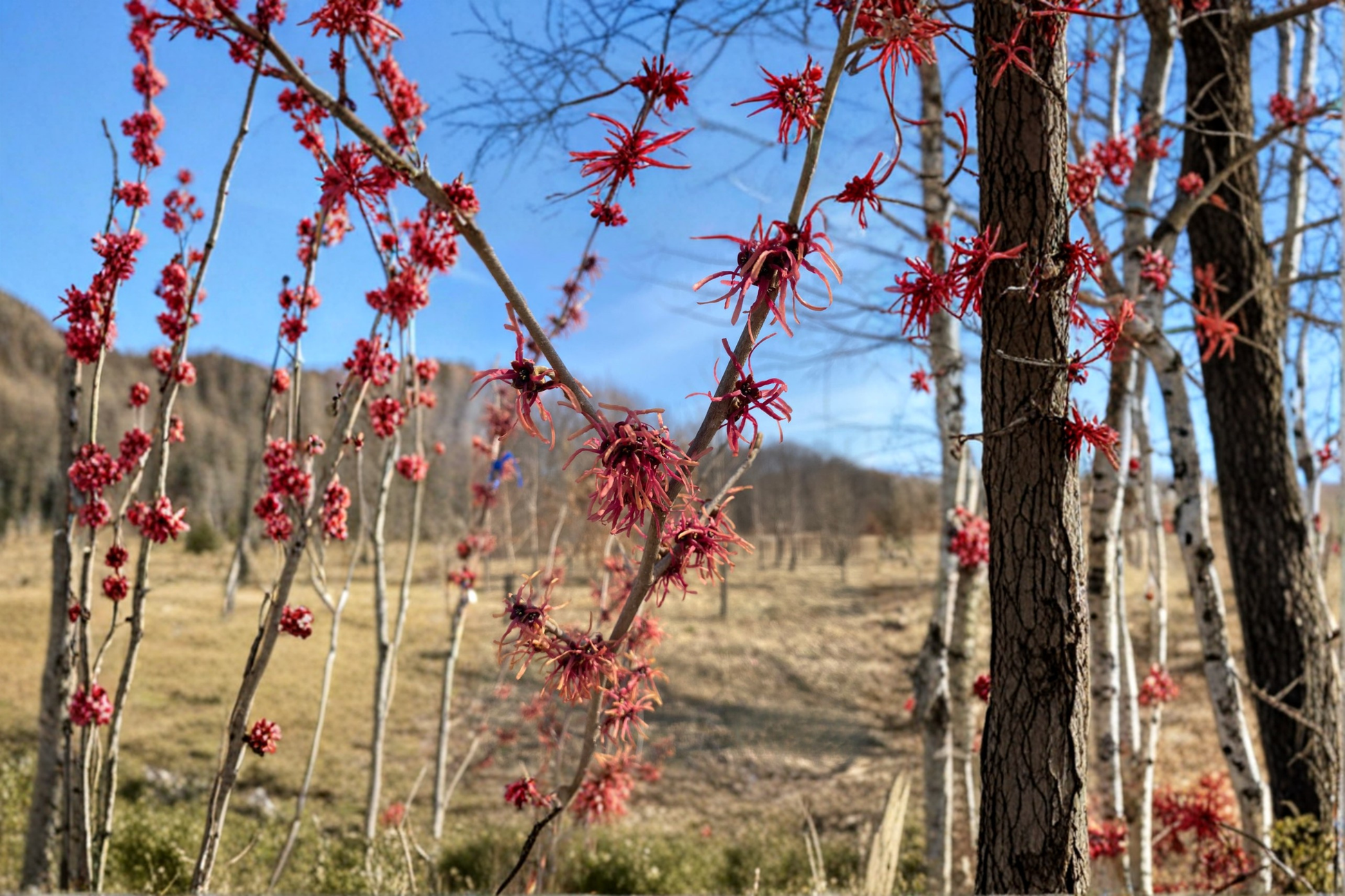 Witch Hazel Bare Root Plant – Hamamelis intermedia ‘Jean-Louis’ Yellow Winter Blooming Shrub