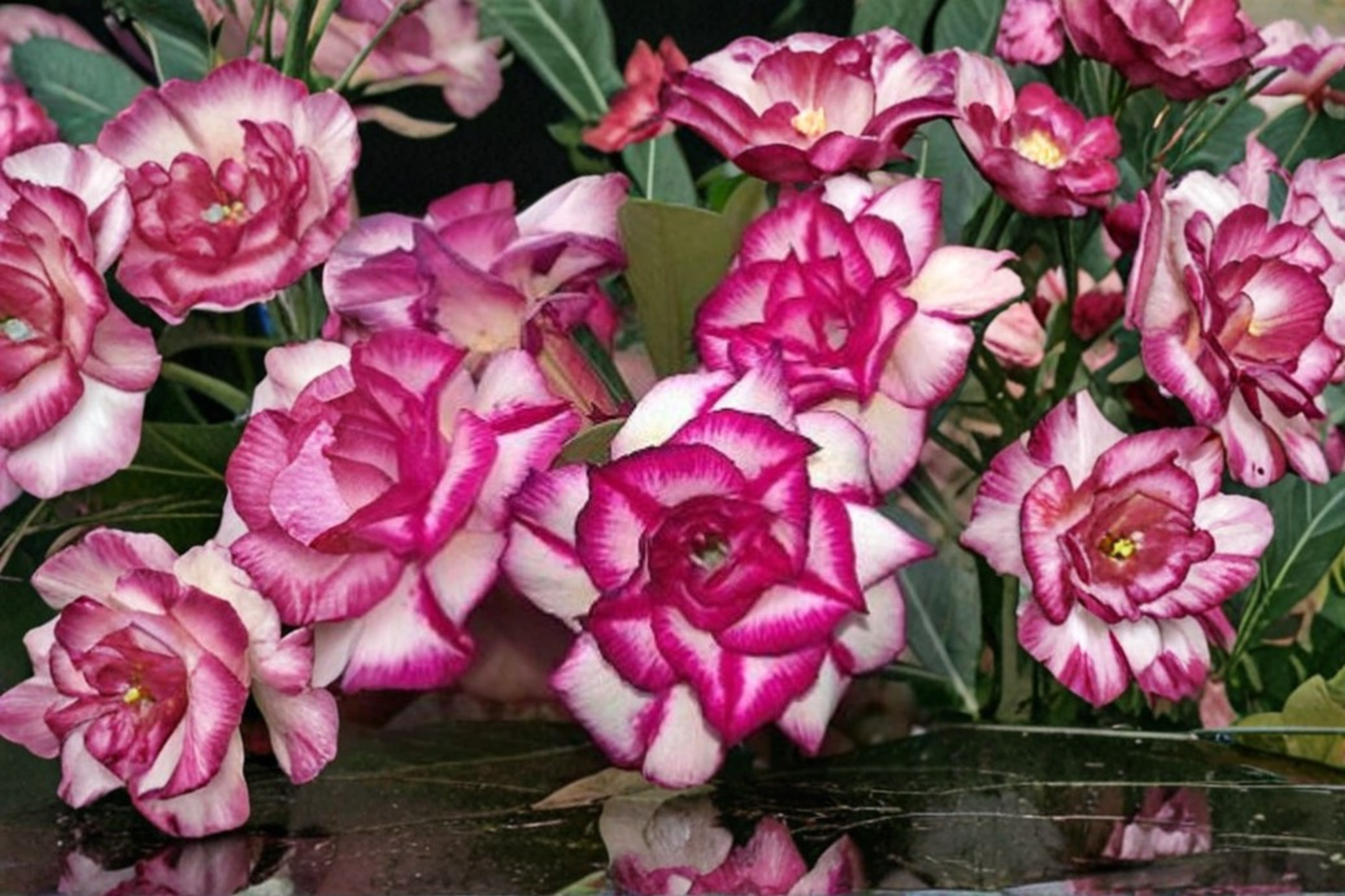 Pink Lady Rose Seeds – 20 Pink Rose Flower Seeds for Ornamental Garden, Shrub Rose, Rosa spp.