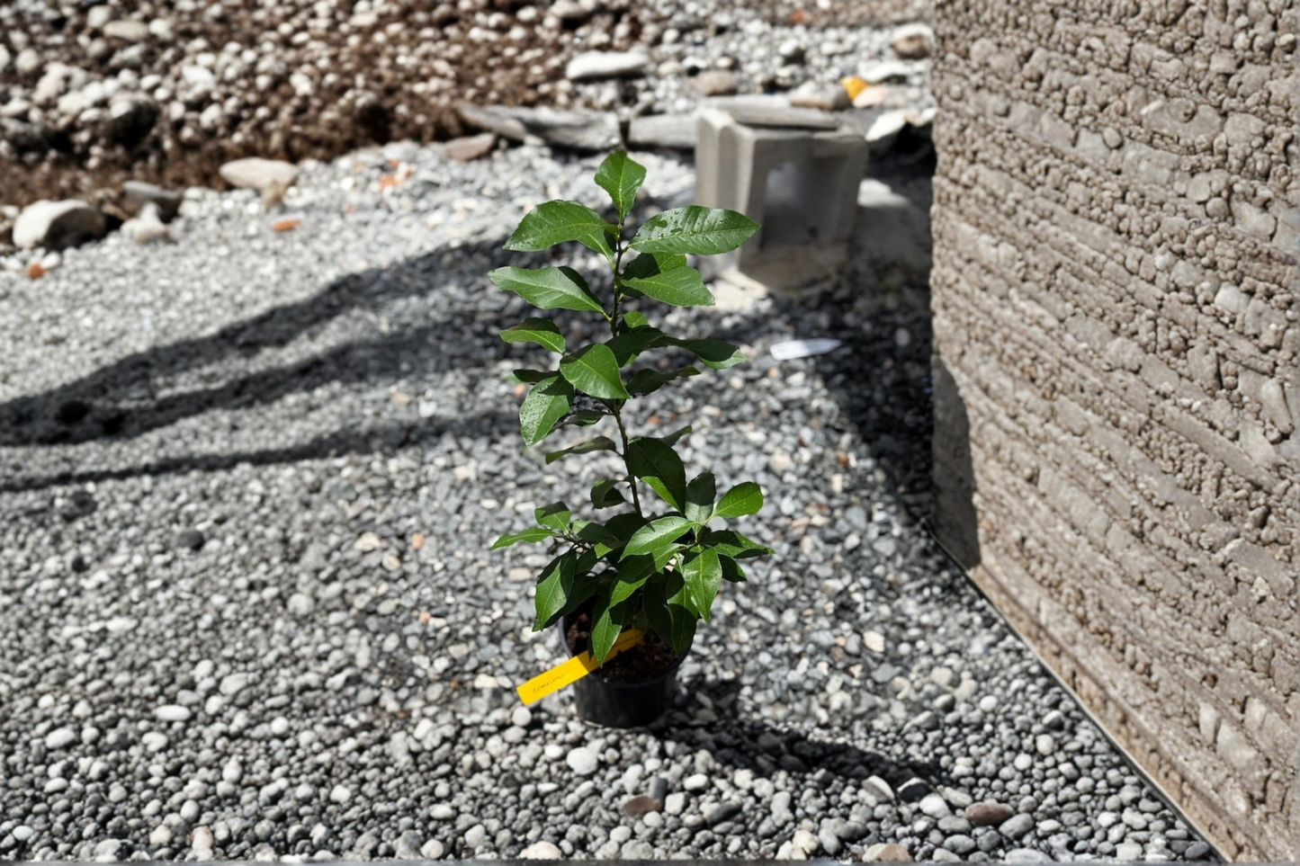 Grafted Lemon Tree Live Plant, 5-Inch Pot, Citrus Citrus limon, Indoor & Outdoor Fruit Tree