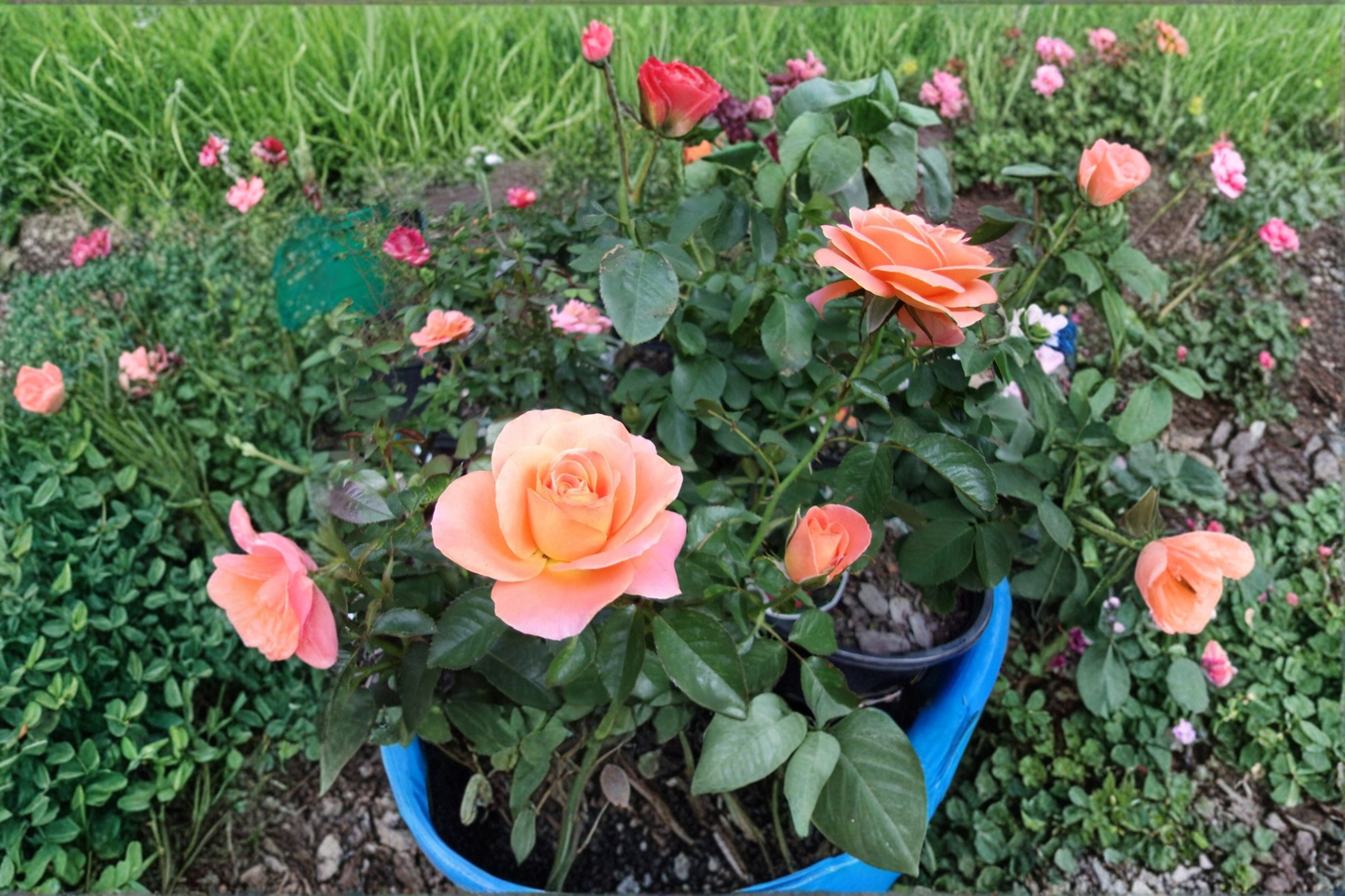 Live Orange Grandiflora Rose Plant – 5 Gallon Rosa ‘New Year’ with Large Blooms for Garden Landscaping