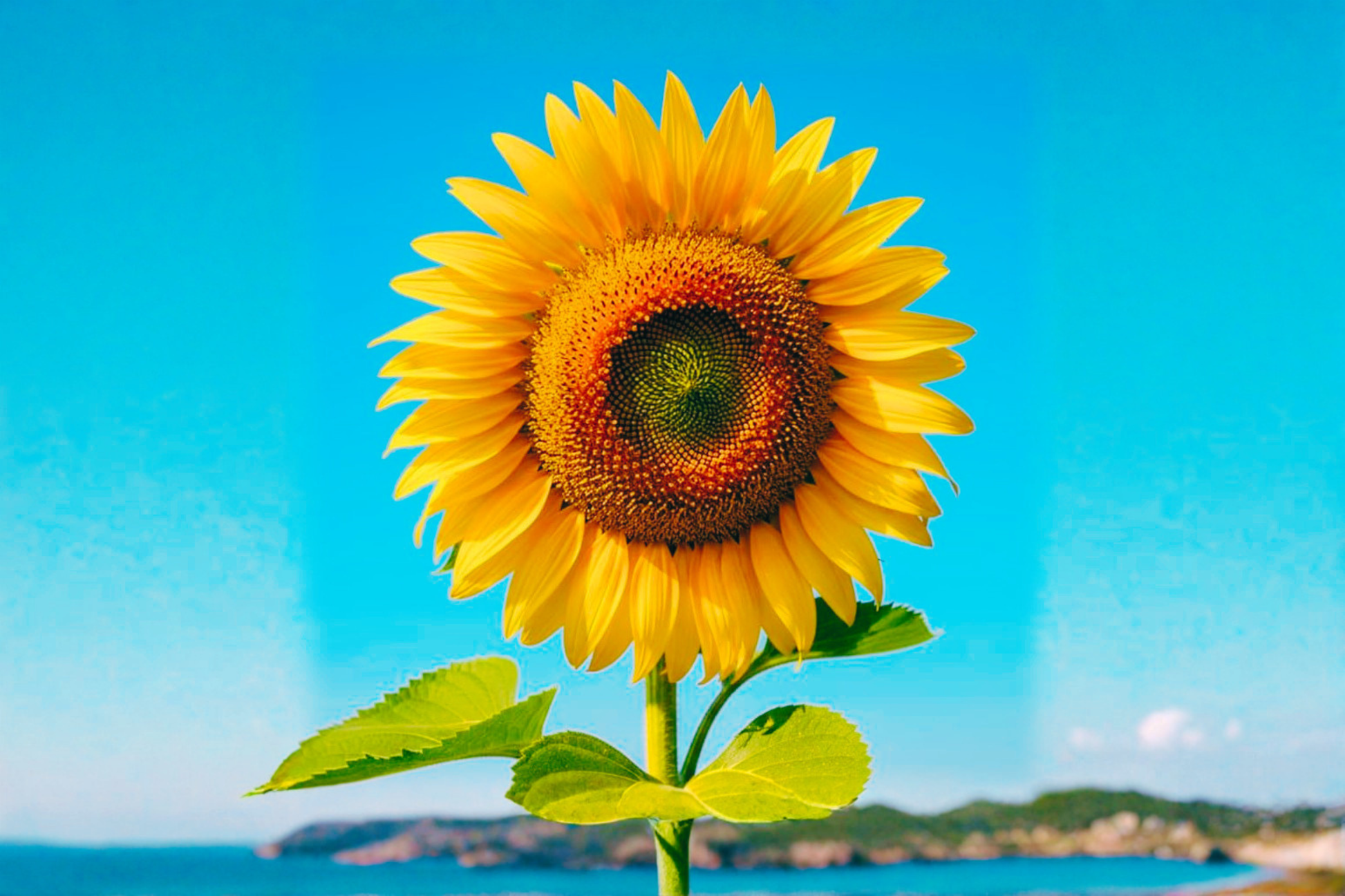 Giant Sunflower Seeds 10 Pack - Helianthus annuus Ornamental Large Bloom for Outdoor Gardens