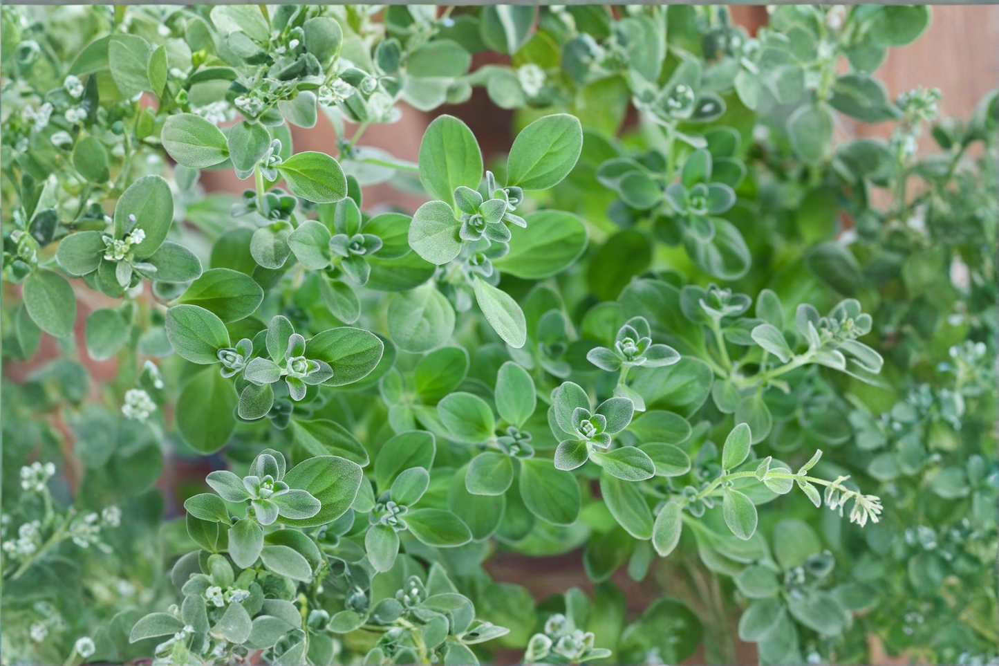 Organic Marjoram Live Plants – 2-5 Inch Rooted Herb Starter Plants, Origanum majorana, Container Friendly