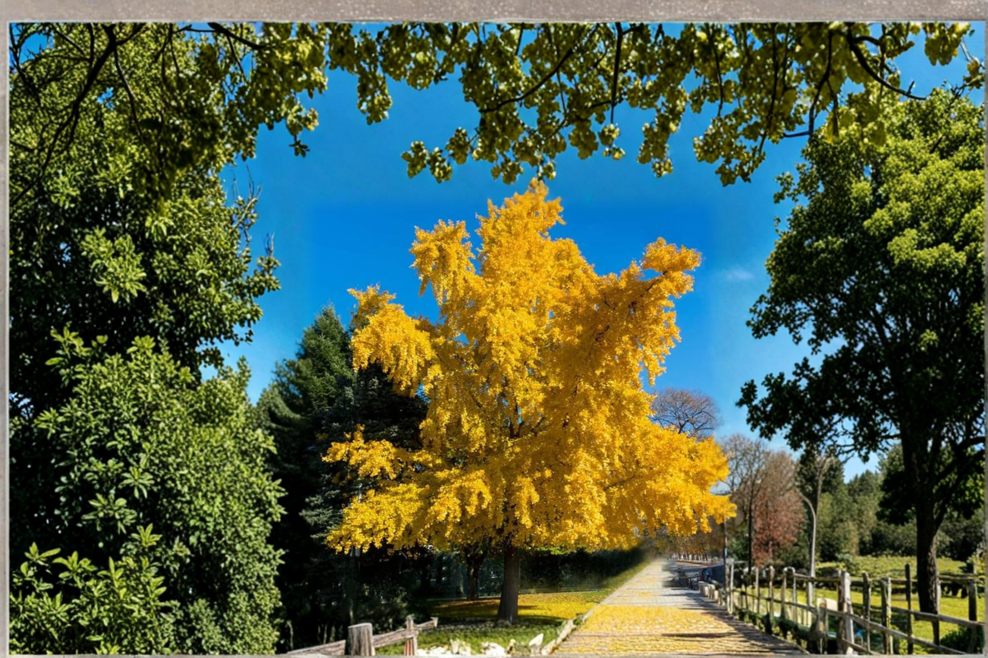 Ginkgo ‘Chotek’ Live Plant – 8 Inch Grafted Ornamental Tree with Fan-Shaped Leaves – Ginkgo biloba