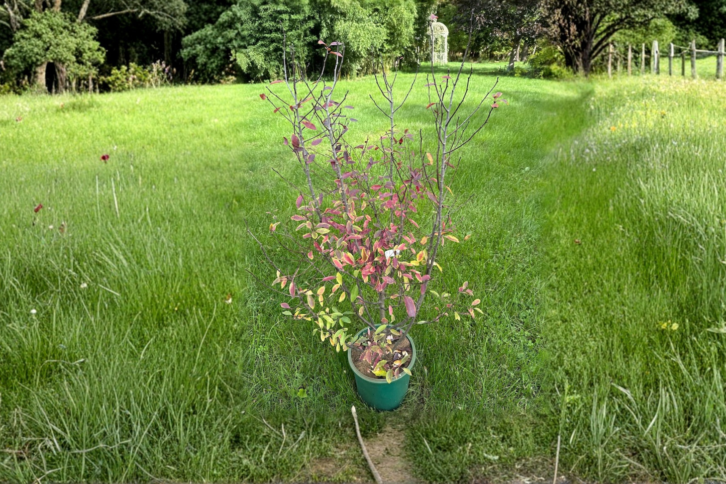Mountain Holly Female Live Plant – Nemopanthus mucronatus, Berry Shrub, 2 Gallon Pot, Native Deciduous Shrub for Garden Landscape