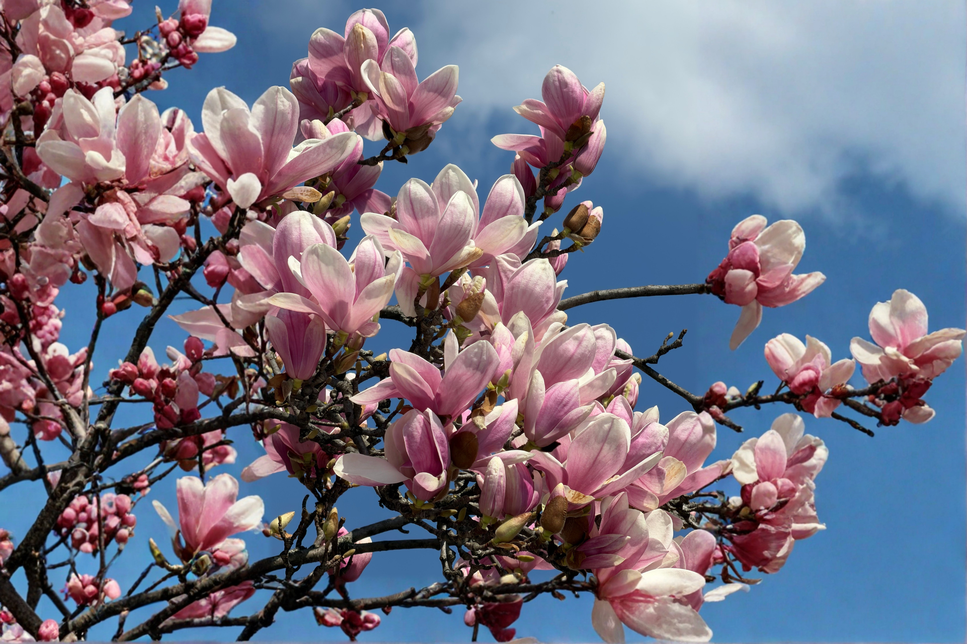 Ann Star Magnolia Live Plant - 3 Inch Pot - Magnolia 'Ann' for Landscape and Container Gardening