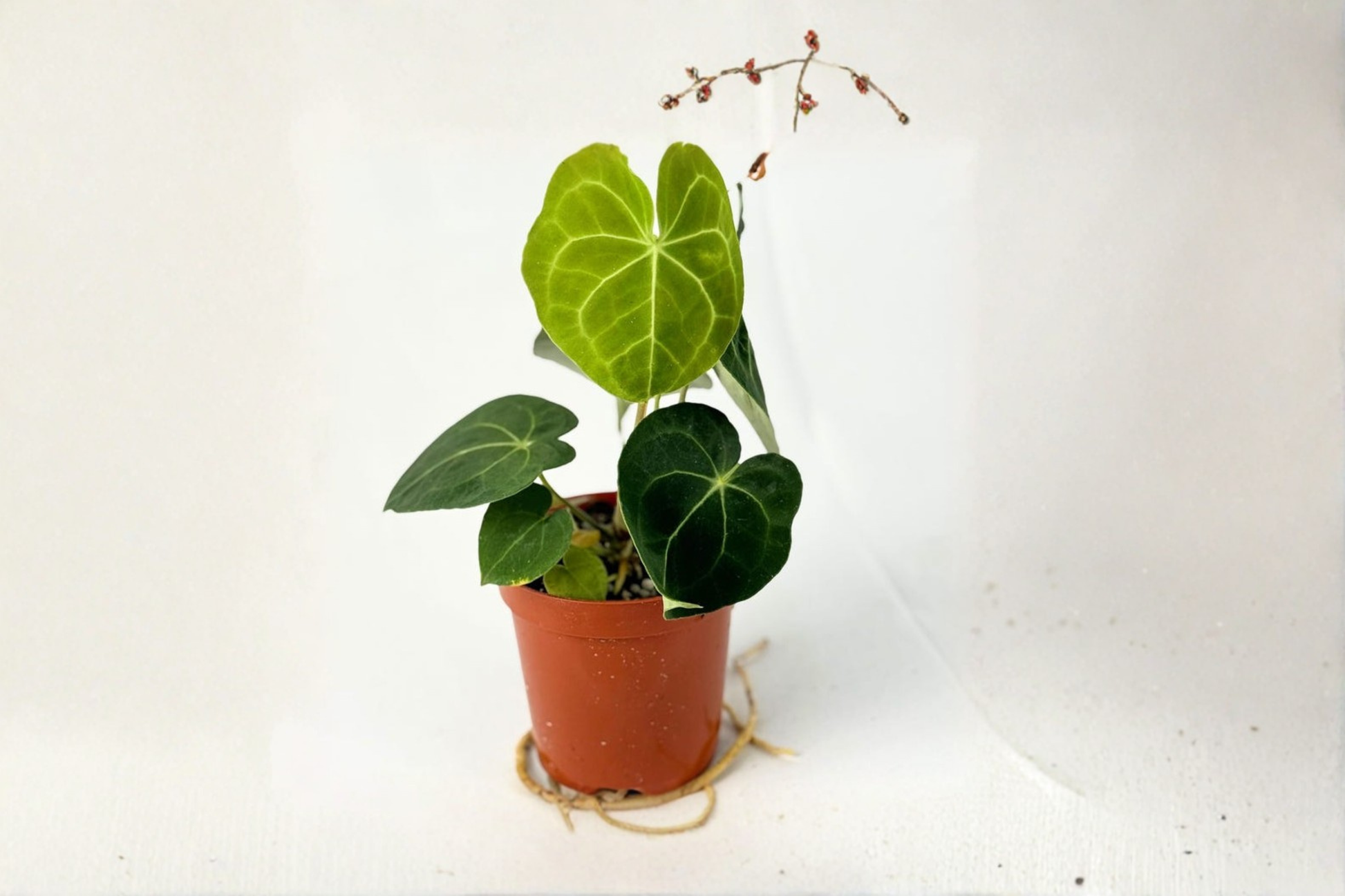 Anthurium Clarinervium Live Plant – 4 Inch Pot, Dark Green Velvet Foliage, White Veining, Indoor Houseplant, Tropical Collector Gift
