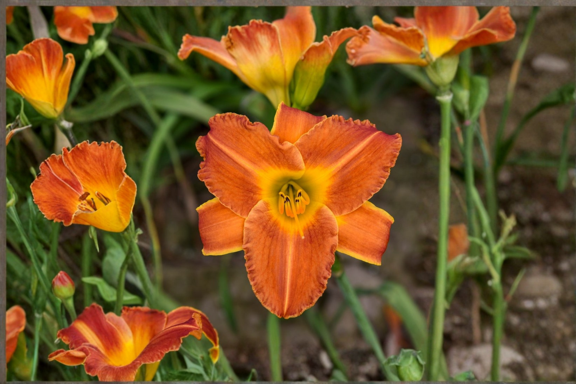 Bright Sunset Daylily Bare Root Plants – Orange Red Perennial Hemerocallis, Easy Care Garden Border, Set of 3