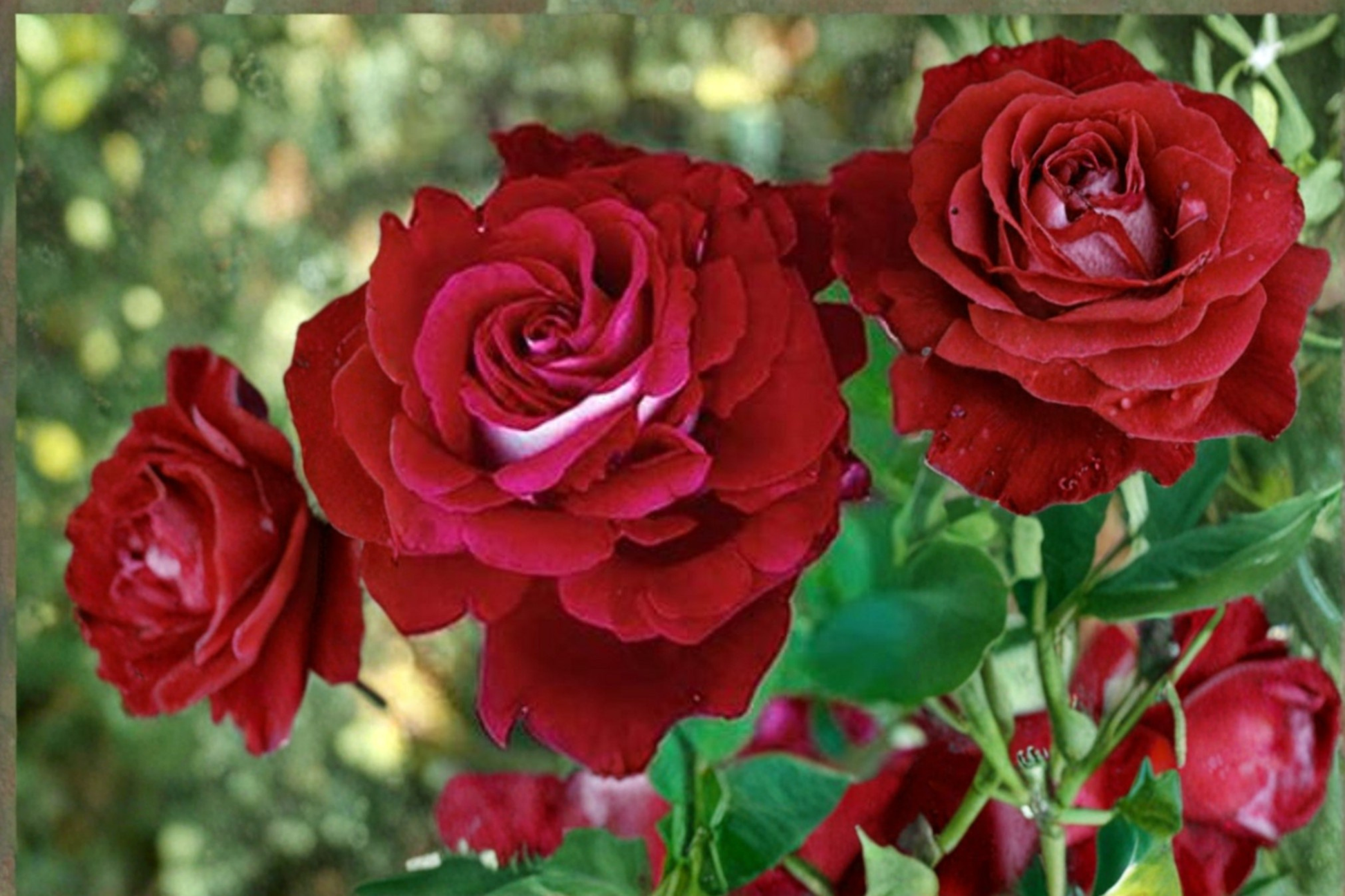 Scarlet Red White Rose Seeds 10 Pack | Rare Two-Tone Flowering Shrub Seeds for Garden & Patio | Rosa Hybrid