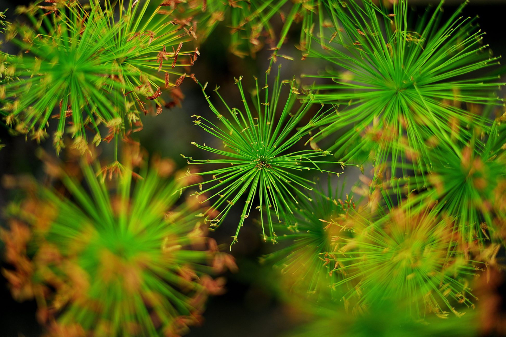 Dwarf Papyrus Live Aquatic Pond Plant 15-25 Inch Tall – Cyperus haspan