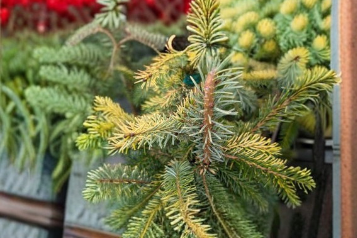 Cobra Norway Spruce Live Plant 1 Gallon Pot – Picea abies Weeping Evergreen Conifer for Landscape, Garden, Focal Point
