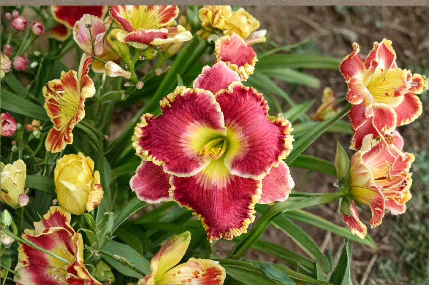 Born to Run Daylily Bare Root Plants – Red-Orange Flowers, Perennial, Hemerocallis, Easy Care Garden Border Plants