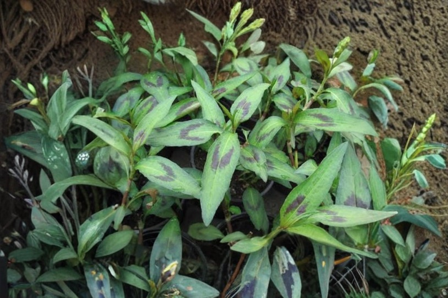Vietnamese Cilantro Live Plants – 3 Starter Herb Plants Persicaria odorata Rau Ram Edible Garden