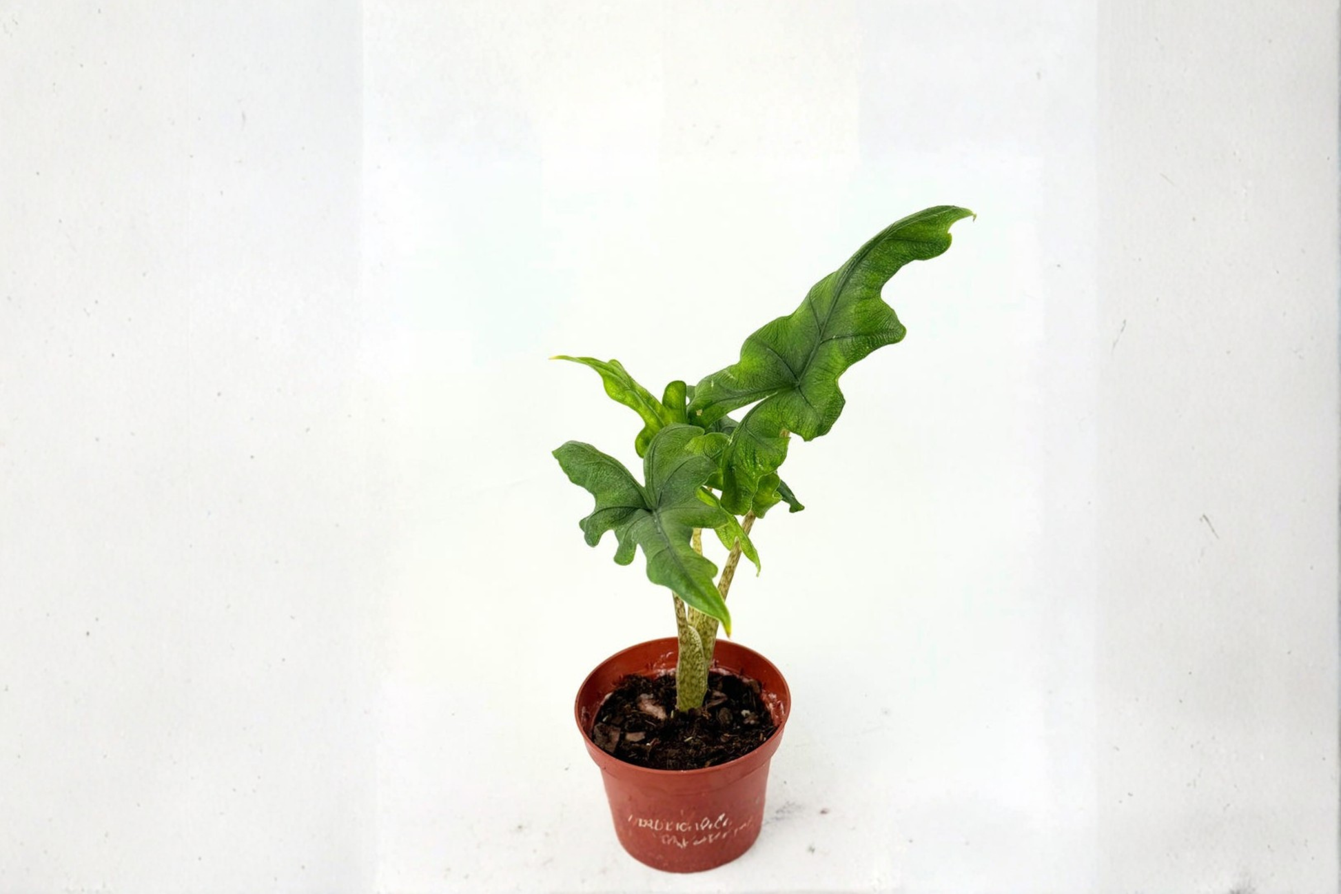 Alocasia Jacklyn Live Plant | 4 Inch Rooted Tropical Elephant Ear Houseplant | Green Foliage Indoor Plant for Decor & Gift