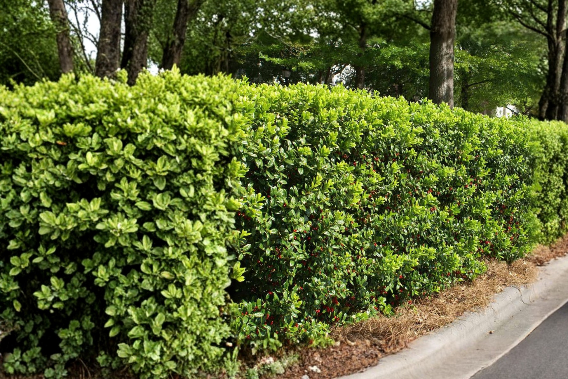 Dwarf Burford Holly Shrub 1 Gallon Live Plant – Ilex cornuta Nana Evergreen Hedge for Landscaping