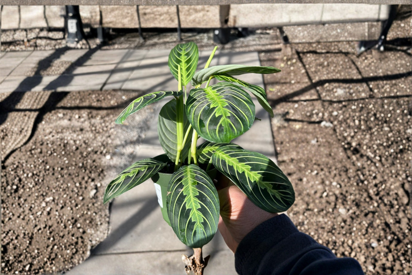 Lemon Lime Maranta Prayer Plant Live Houseplant, Tropical Indoor Foliage, Maranta leuconeura