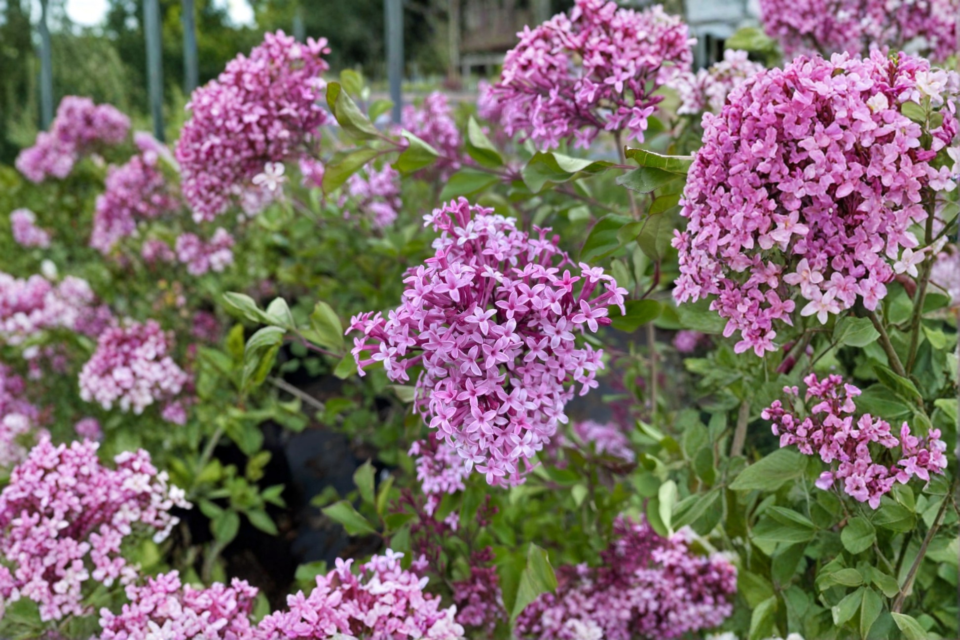 Red Pixie Lilac Live Plant 1 Gallon Pot, Pink Fragrant Flowers, Compact Dwarf Syringa Shrub for Garden & Landscaping