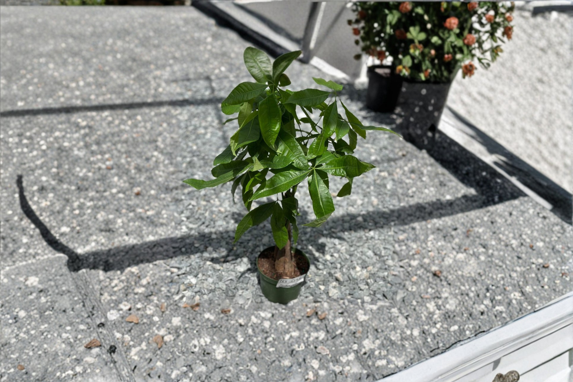 Money Tree Live Plant, Pachira Aquatica, Indoor Houseplant, Fully Rooted Tropical Starter, Green Foliage, Easy Care