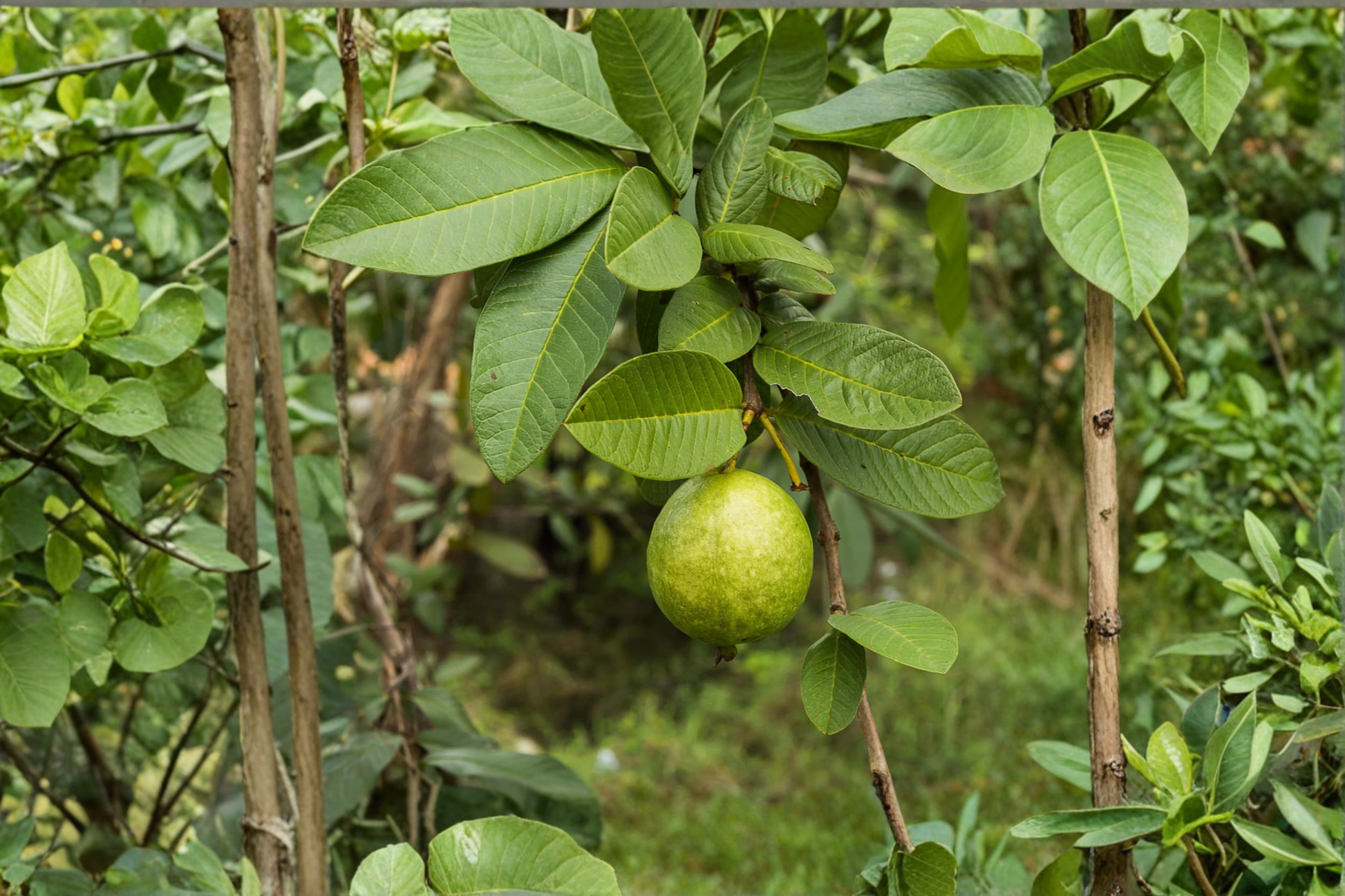 Giant Guava Seeds 20 Pack – Tropical Fruit Plant, Psidium guajava, Large Guava Variety for Garden & Container Growing