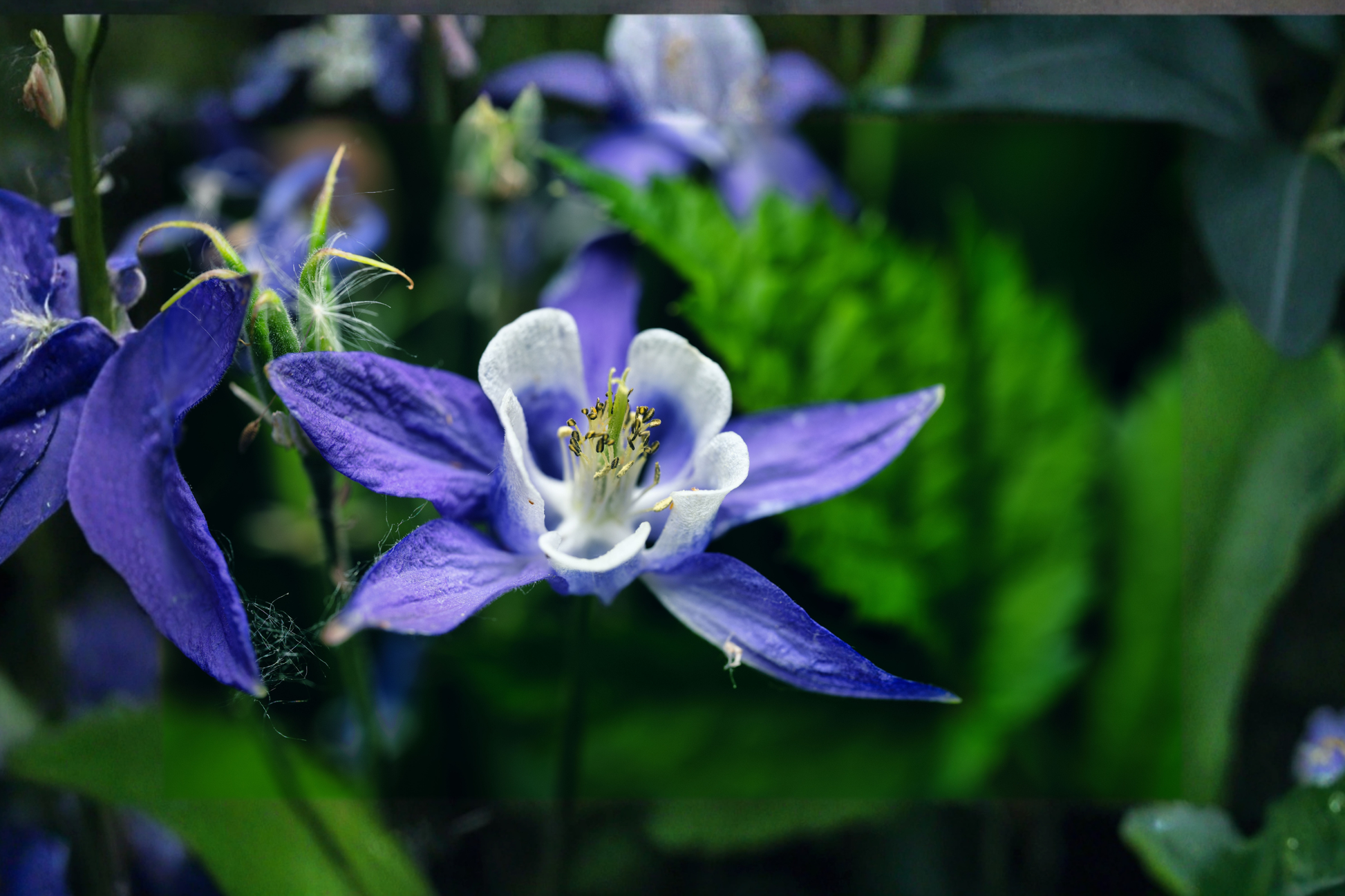 Deep Blue & White Columbine Live Plants, 3 Rooted Starters in 1 Qt Pots, Aquilegia caerulea Perennial Flower