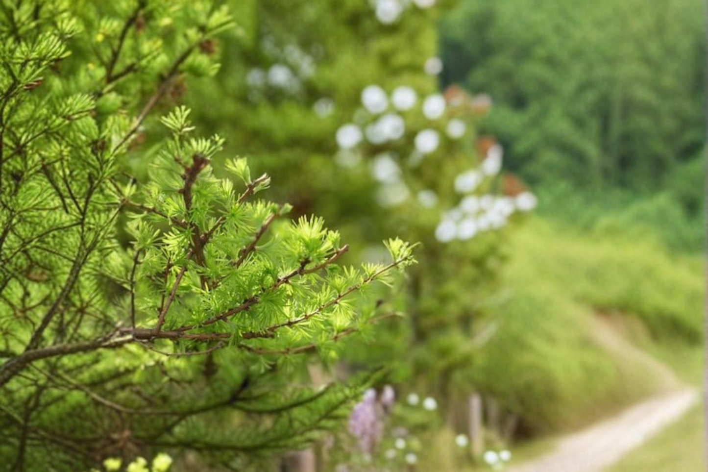 Dwarf Deciduous Conifer Plant - Schneverdingen Larch Larix kaempferi 8 Inch Grafted Tree